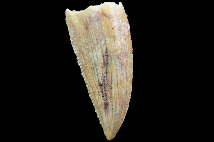 Serrated, Raptor Tooth - Kem Kem Beds, Morocco #86124